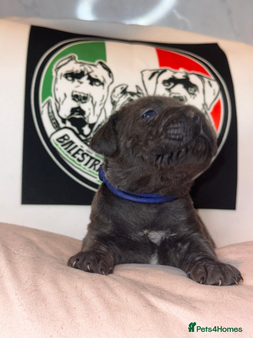 Cane Corso dogs for sale: Cane corso IKC/FCI  - Advert 12