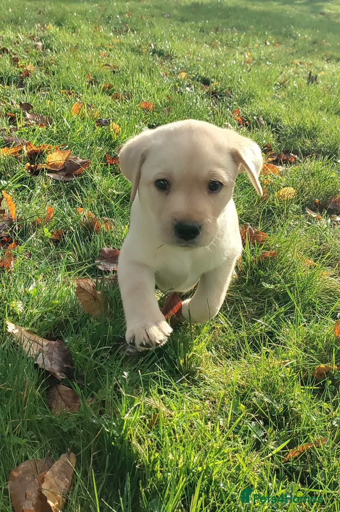 Labrador Retriever dogs for sale: Adorable Labrador Puppies  - Advert 15