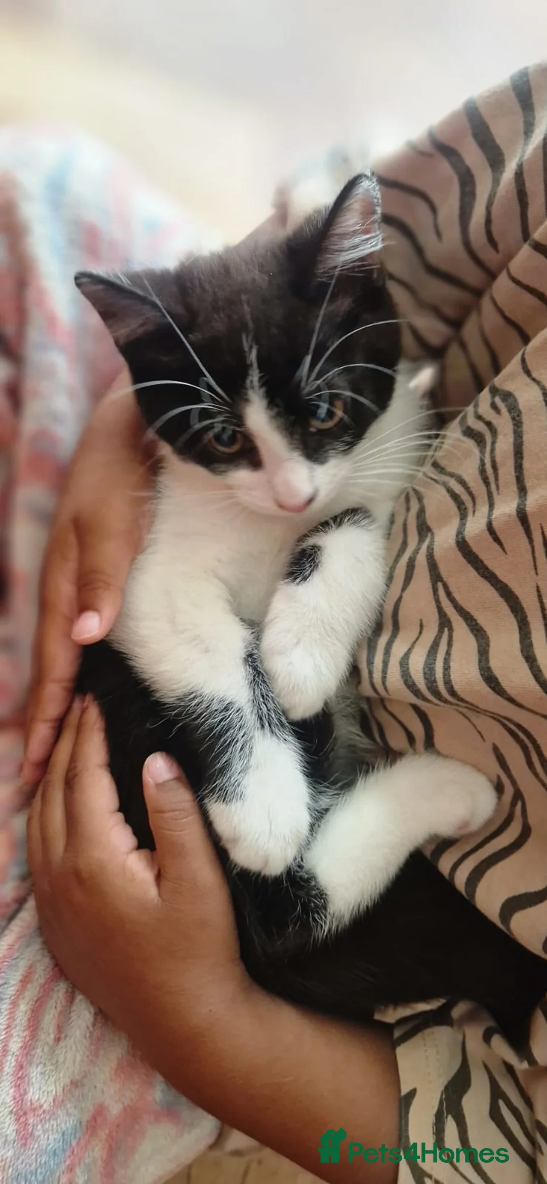 Mixed Breed cats for sale: Domestic Cat - Advert 2