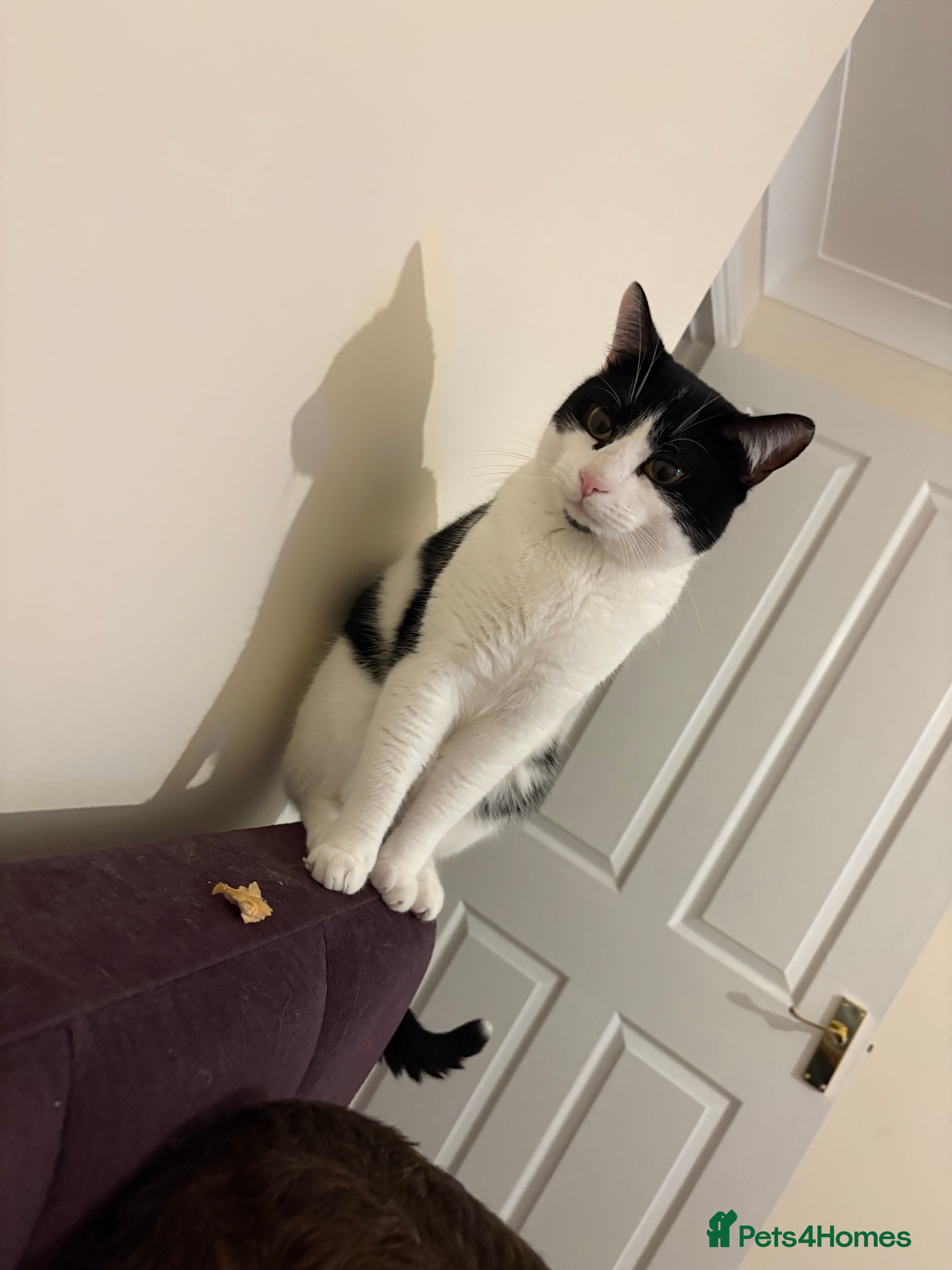 Domestic Shorthair cats cat for sale - Advert 3