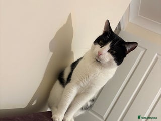 Domestic Shorthair cats cat for sale - Advert 3