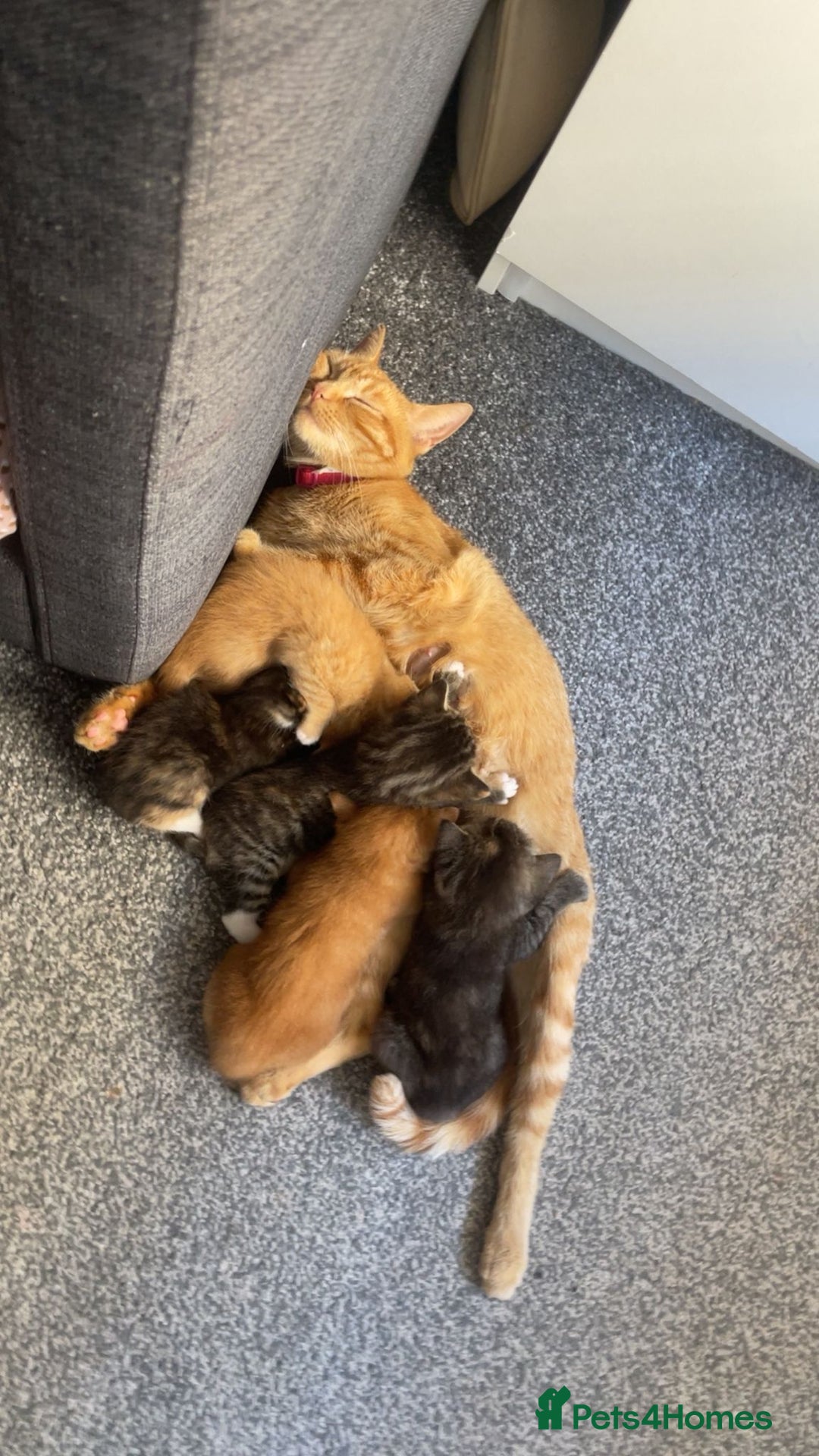 Mixed Breed cats for sale: Beautiful kittens  - Image 9