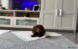 Dachshund dogs for sale: Chocolate tan male dachshund puppy - Image 8