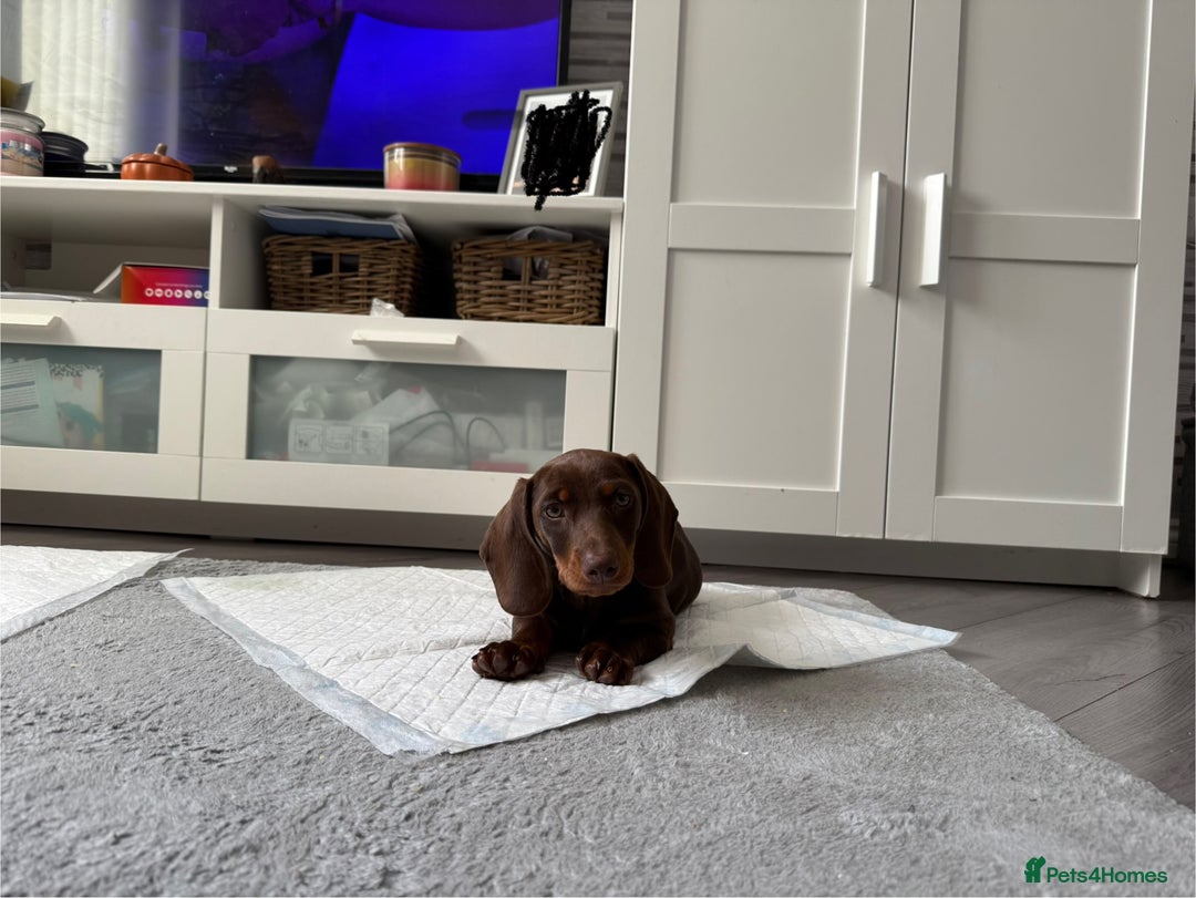 Dachshund dogs for sale: Chocolate tan male dachshund puppy - Image 8