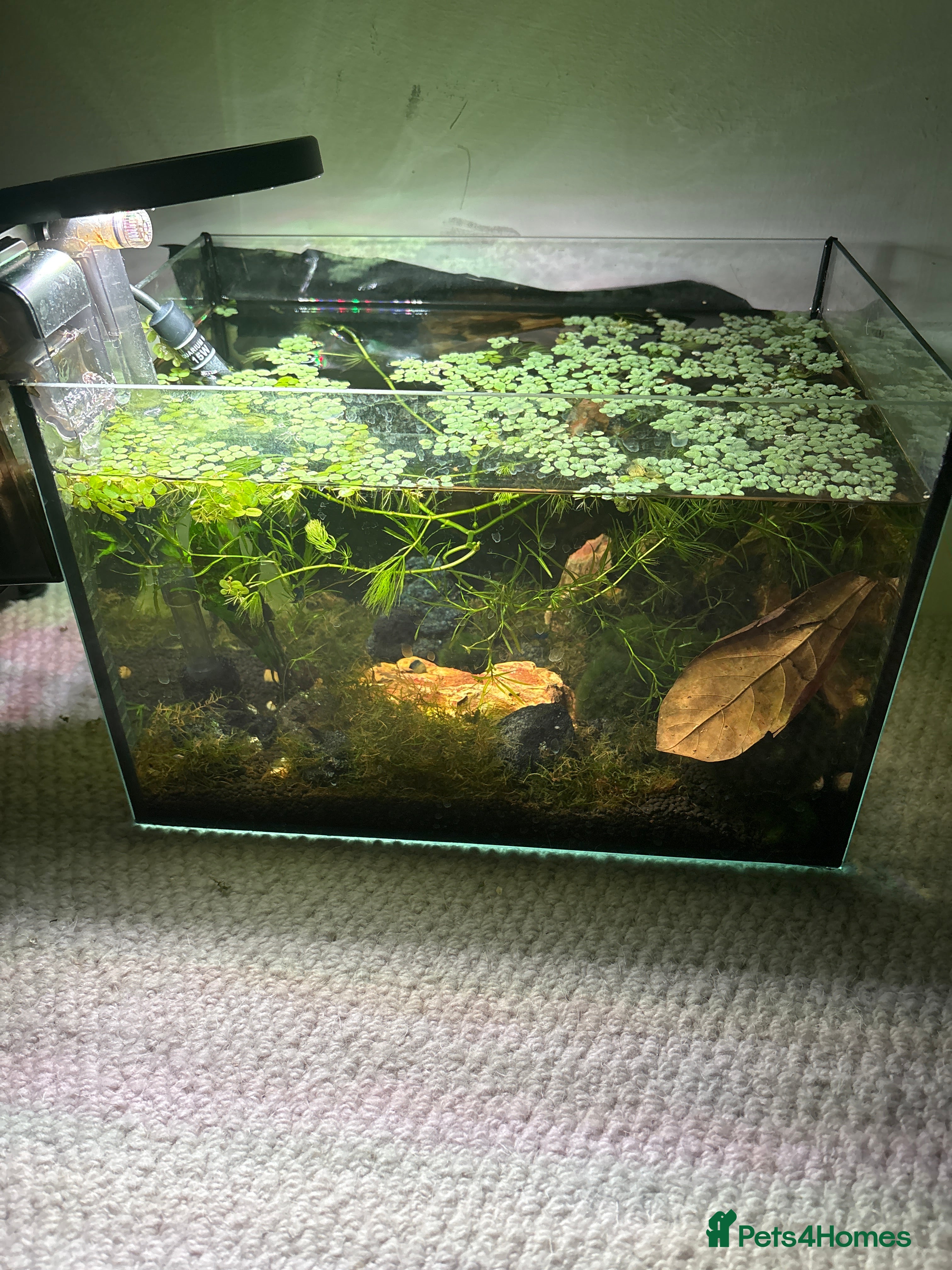 Shrimps fish Tank+plants+shrimp for sale  - Advert 2