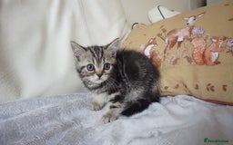 British Shorthair cats for sale: STUNNING British Shorthair Kittens Silver Tabbies - Image 25