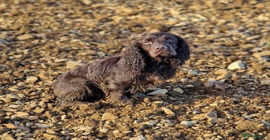 Cocker Spaniel dogs - Advert 2