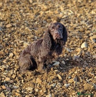 Cocker Spaniel dogs - Advert 15