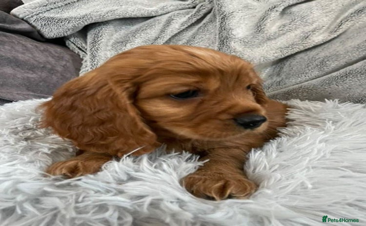 Mixed Breed dogs - Advert 5
