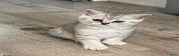British Shorthair cats for sale: Silver spotted Bsh babies  - Advert 4