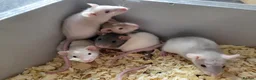 Rat rodents for sale: Siamese and fawn friendly rats - Advert 10