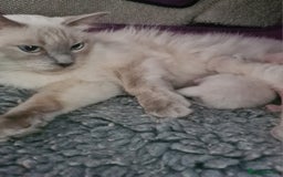 Ragdoll cats for sale: Ragdoll kitten Full Pedigree Beautiful Chunky Boys - Image 9