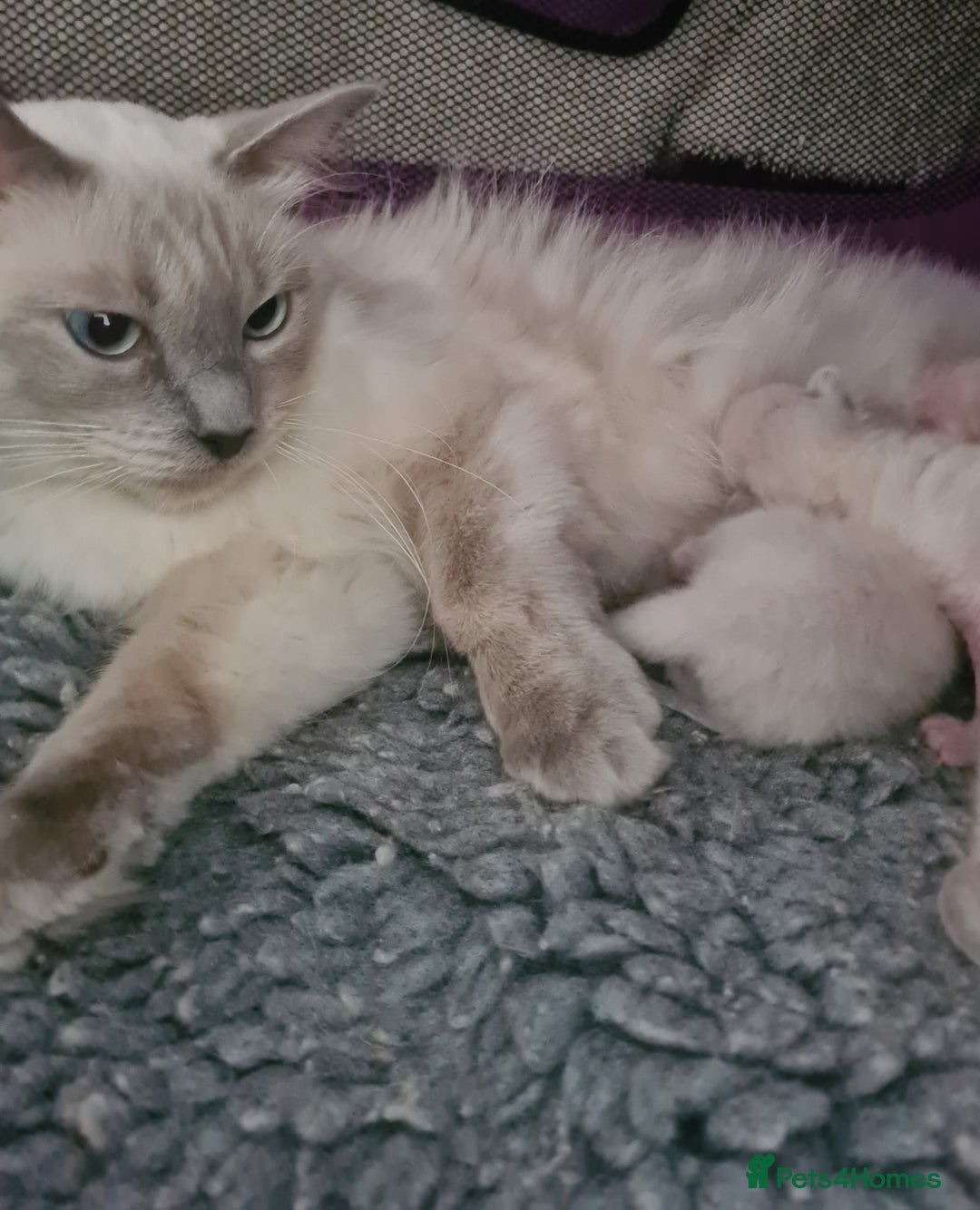 Ragdoll cats for sale: Ragdoll kitten Full Pedigree Beautiful Chunky Boys - Image 9