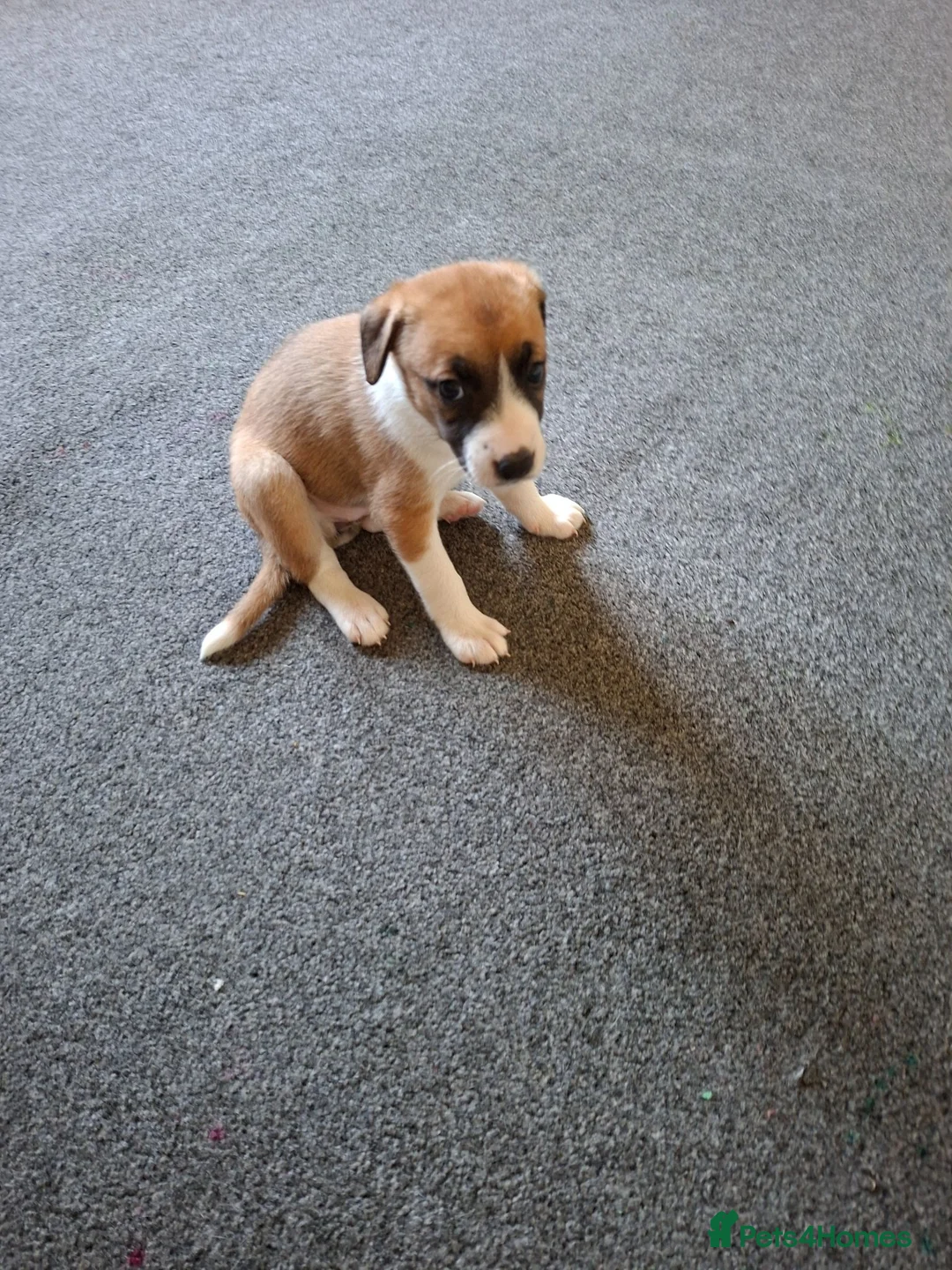 Mixed Breed dogs for sale: Jack Russell whippet x goldendoodle  - Advert 7