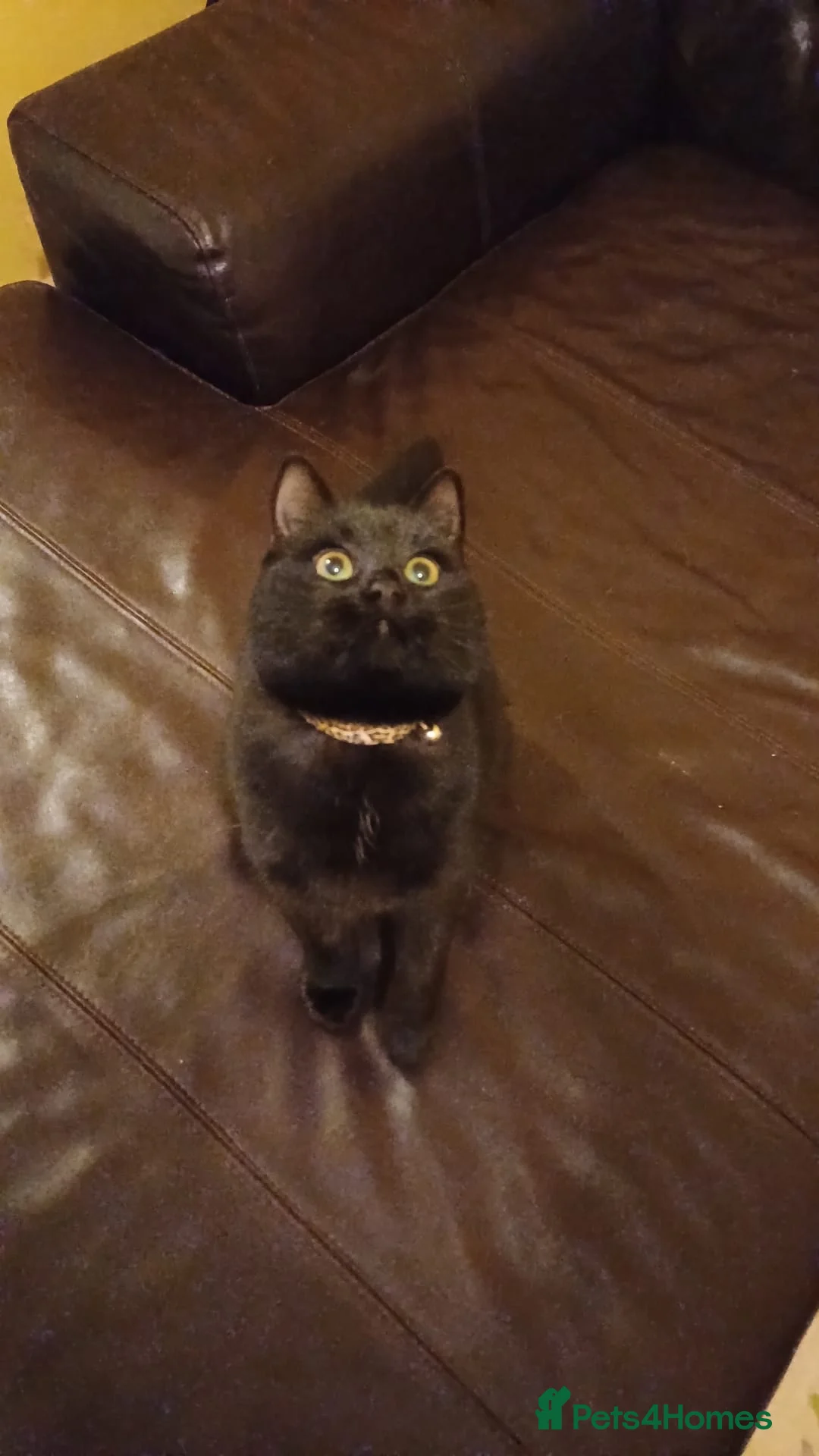 Mixed Breed cats for sale: 10 Month Old Twin Sisters - Advert 3