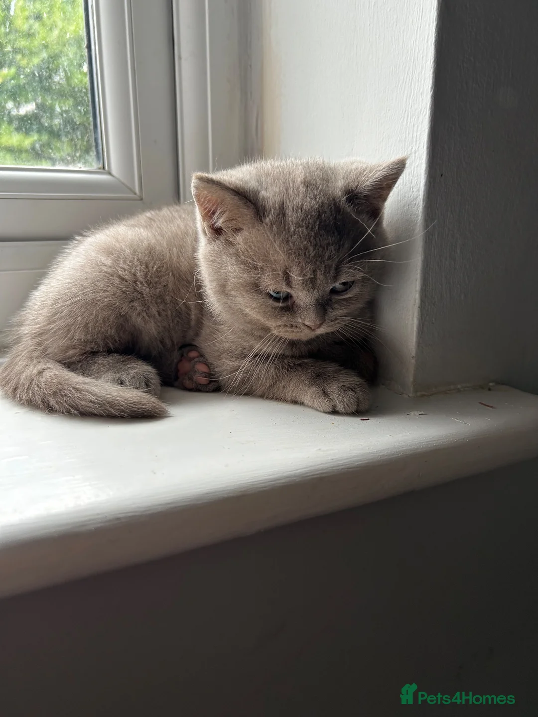 British Shorthair cats for sale: GCCF British’s shorthair & longhair - Advert 10