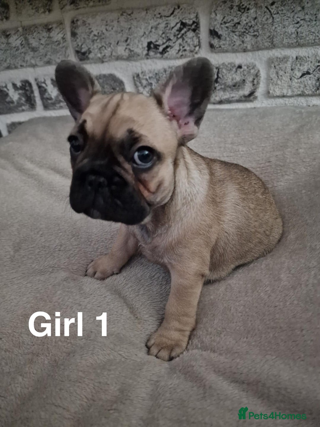 French Bulldog dogs for sale: French Bulldog puppies  - Image 7