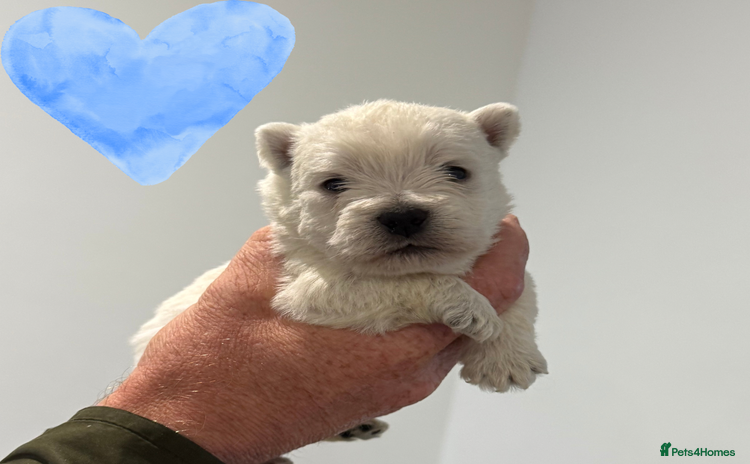 West Highland Terrier dogs - Advert 1
