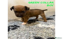 Lakeland Terrier dogs for sale: Lakeland terrier puppies  - Image 3
