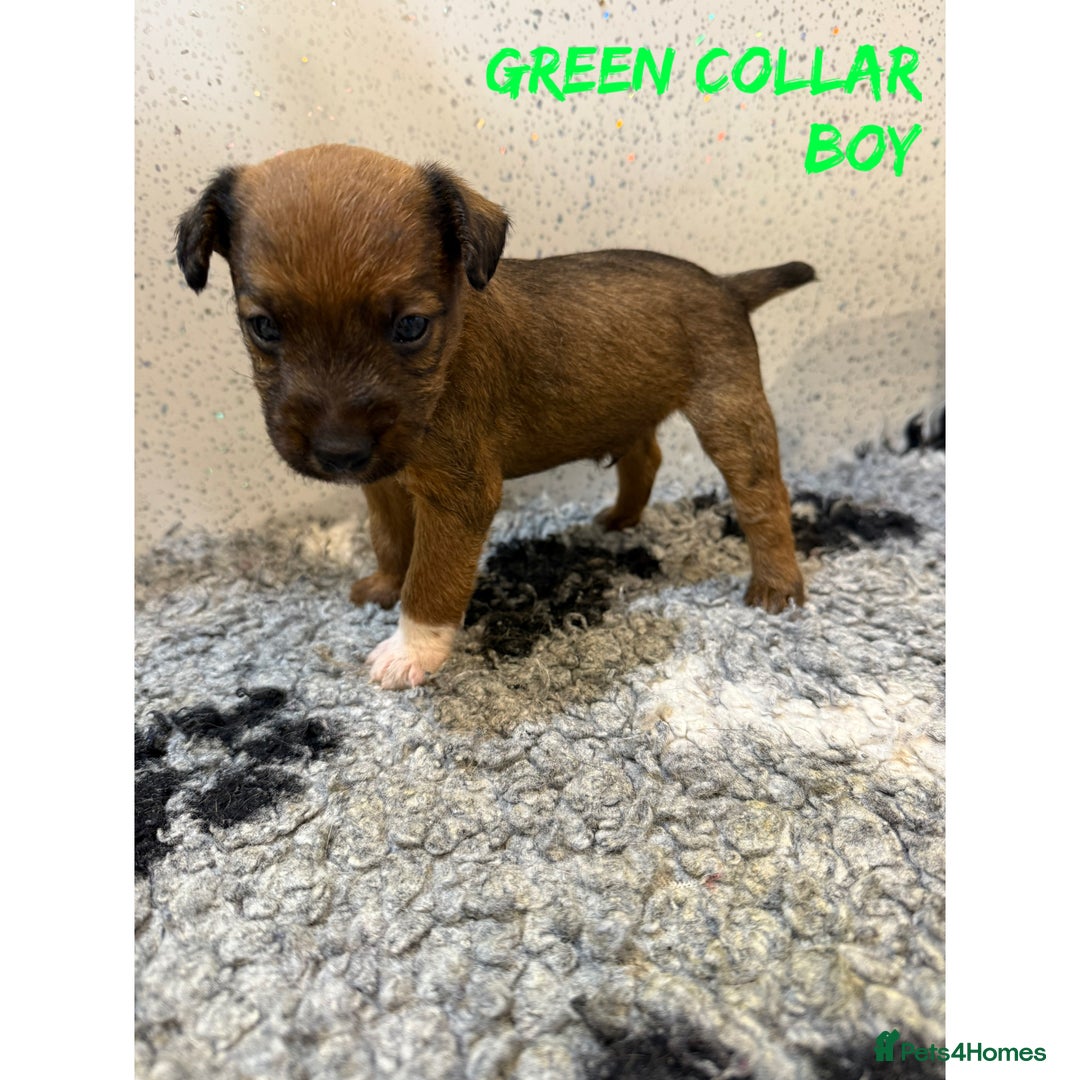 Lakeland Terrier dogs for sale: Lakeland terrier puppies  - Image 3