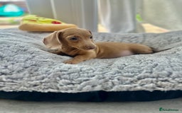 Miniature Dachshund dogs for sale: Miniature Dutch hound puppies  - Image 4