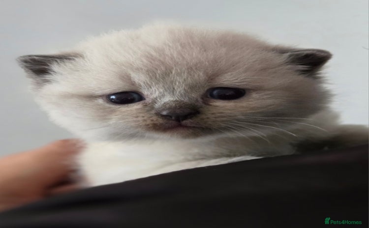 British Shorthair cats - Advert 8