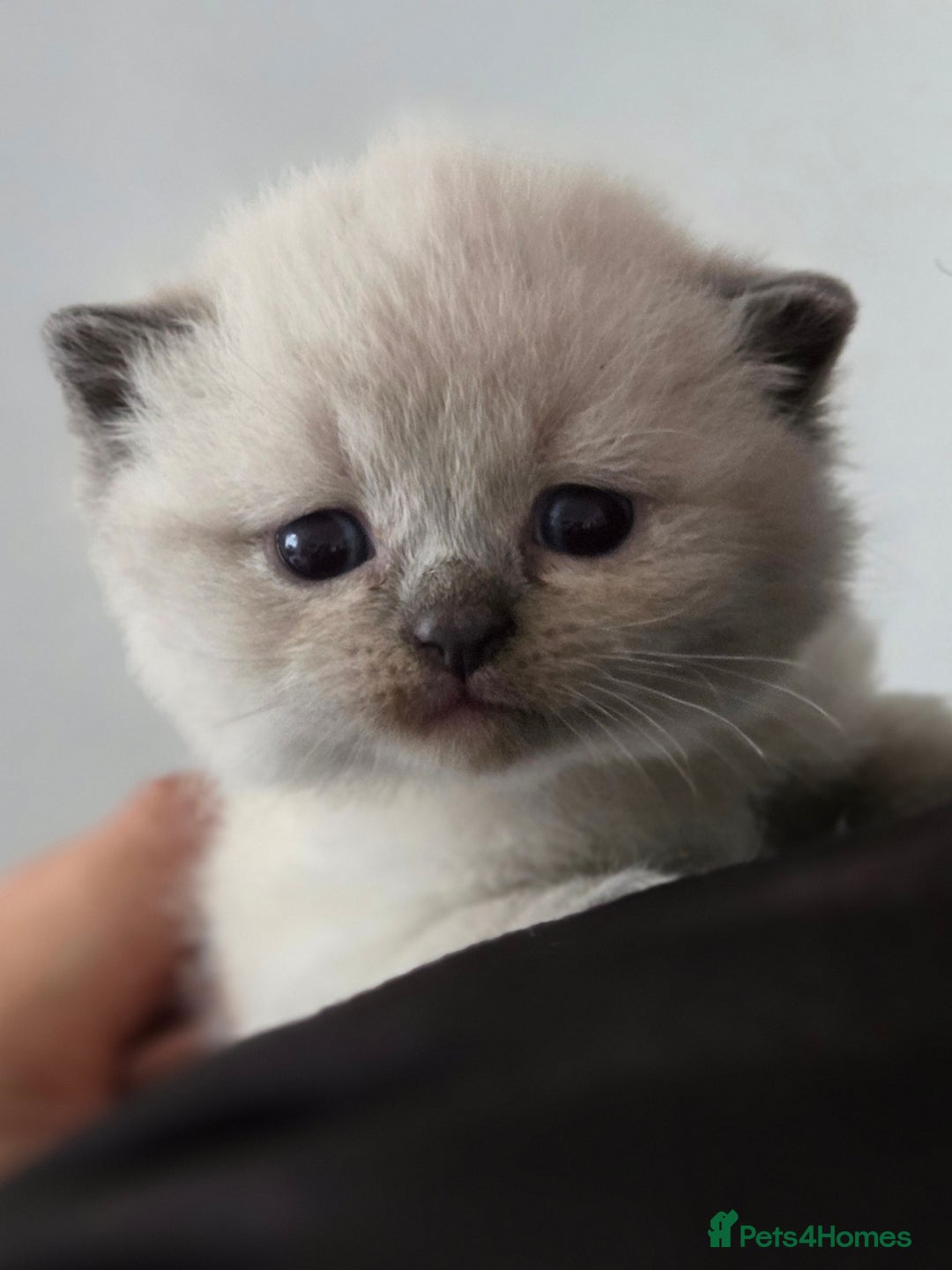 British Shorthair cats for sale: Full breed British short hair - Image 1
