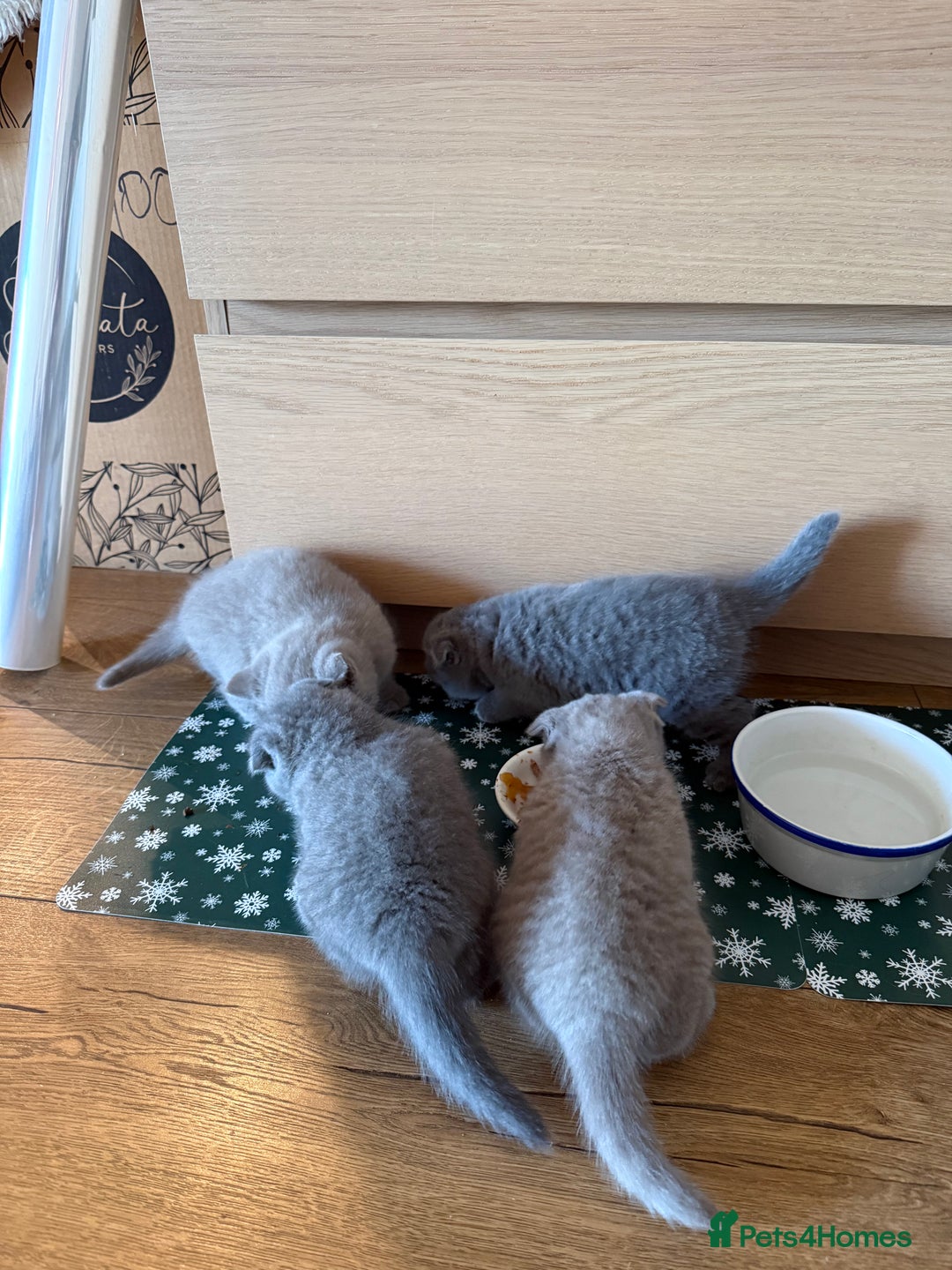 British Shorthair cats for sale: 4 beautiful British shorthair kittens - Advert 12