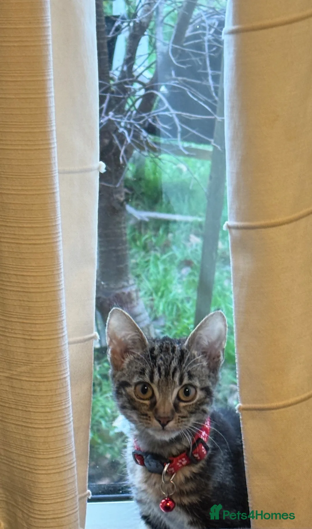 Domestic Shorthair cats for sale: Lynx tabby in Egham - Advert 5