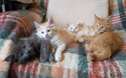 Maine Coon cats for sale: Maine Coon Kittens - Image 18