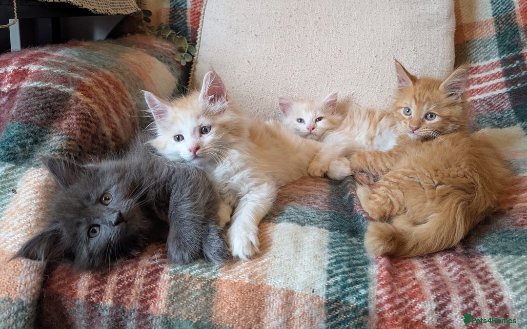 Maine Coon cats for sale: Maine Coon Kittens - Image 18