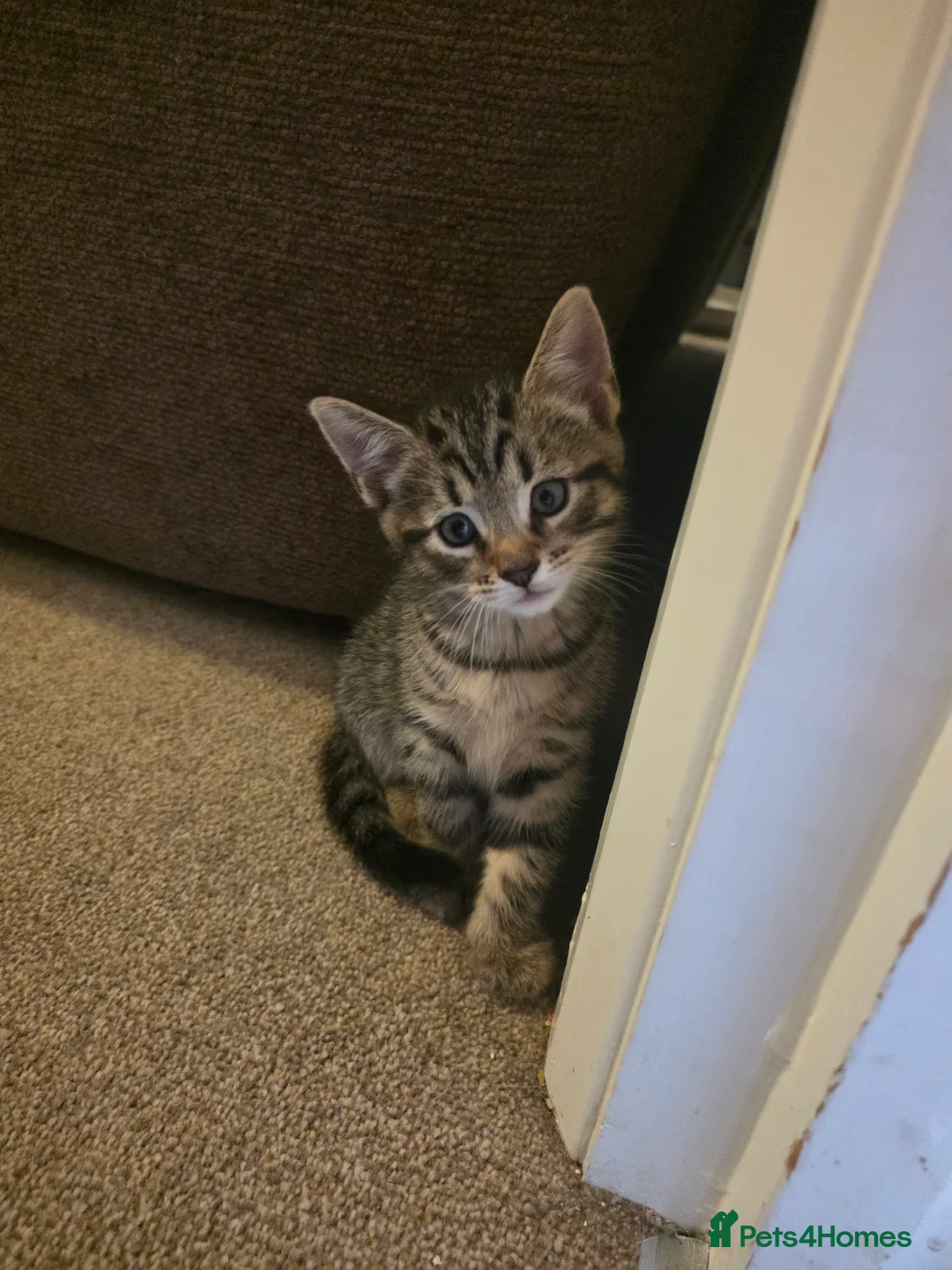Mixed Breed cats for sale: Beautiful kittens only 3 left - Advert 4