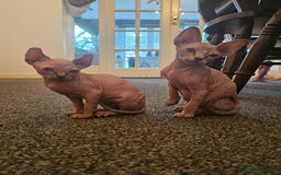 Sphynx cats for sale: Sphynx kittens - Image 1