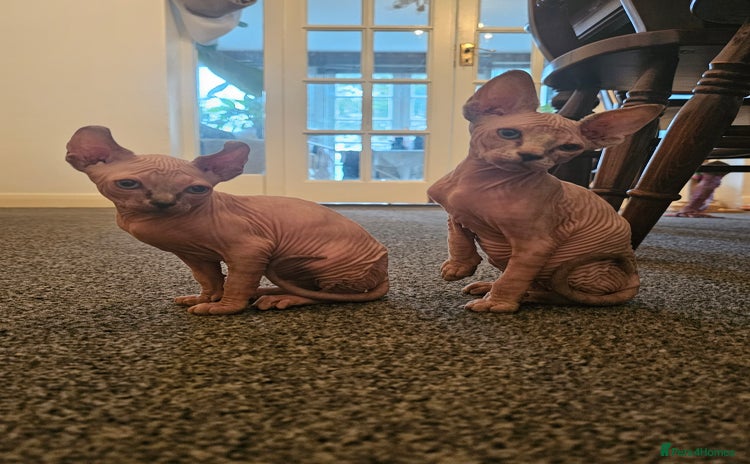 Sphynx cats - Advert 1