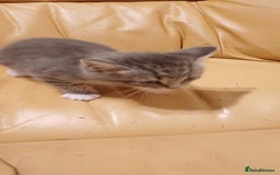 British Longhair cats for sale: Kittens  - Image 3