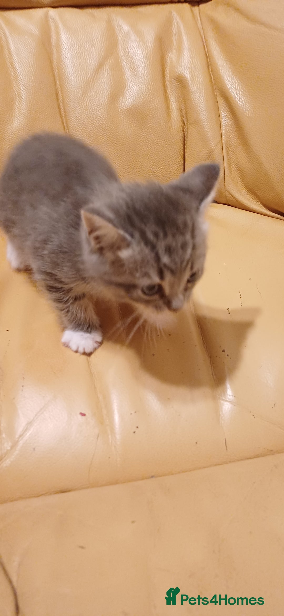 British Longhair cats for sale: Kittens  - Image 3