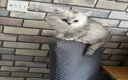 Persian cats for sale: Persian kittens for sale - Image 15