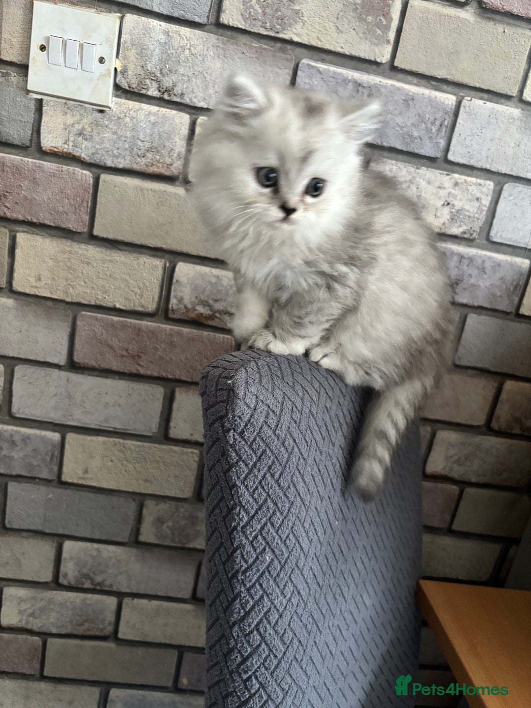 Persian cats for sale: Persian kittens for sale - Image 15