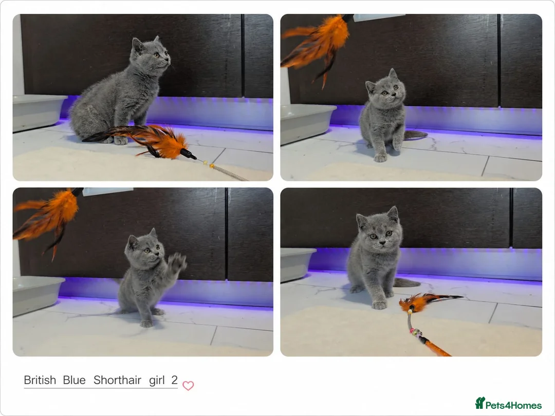 British Shorthair cats for sale: Pure British Blue Shorthair Kittens - Advert 1
