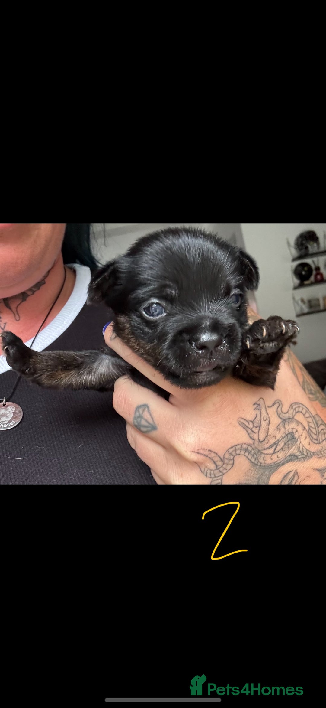 Mixed Breed dogs for sale: French yorkie (frorkie) puppies  - Image 5