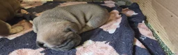 French Bulldog dogs for sale: Stunning French bull dog puppies lincolnshire - Advert 19