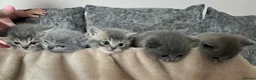 British Shorthair cats for sale: British shorthair kittens - Advert 20