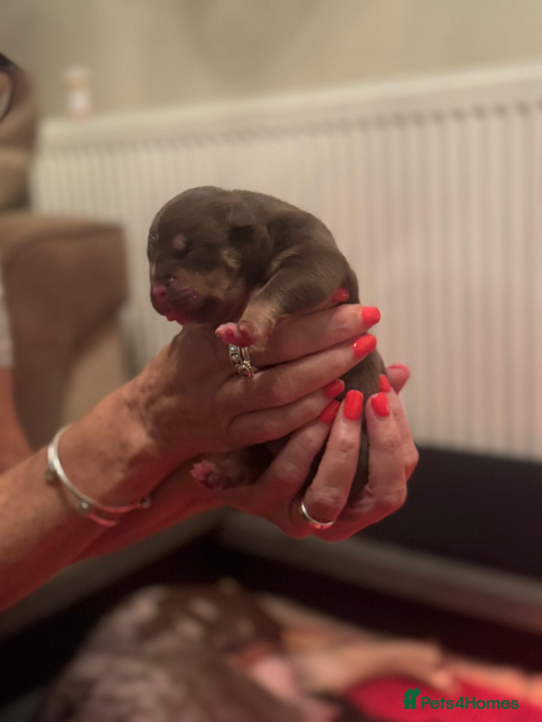 American Bully dogs for sale: American Pocket Bully Puppies - Image 1