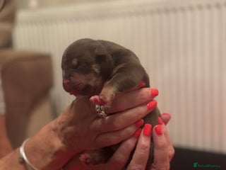 American Bully dogs - Advert 1