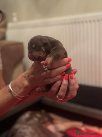 American Bully dogs - Advert 1