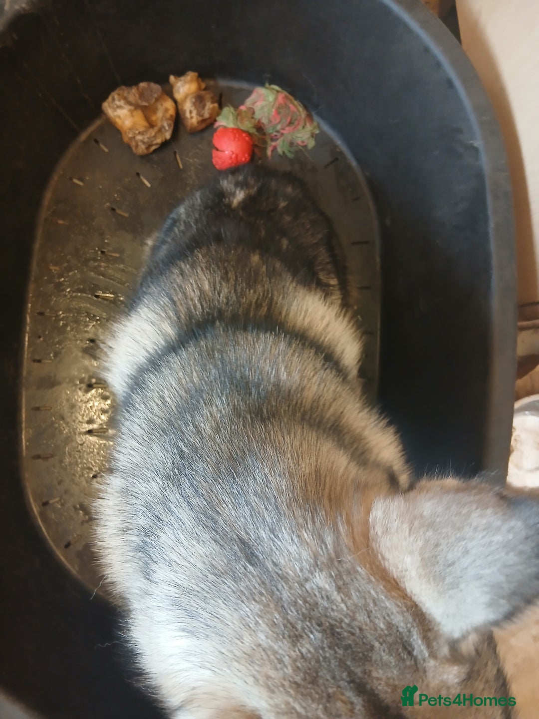 Siberian Husky dogs for sale: Siberian husky female  - Image 3