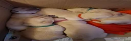 Labrador Retriever dogs for sale: Beautiful Kennel Club Registered Labrador Puppies in Ayr - Advert 5