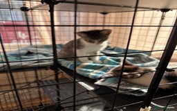 Mixed Breed cats for sale: 4 cute bundles of joy  - Image 2