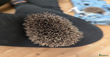 Pygmy Hedgehog rodents - Advert 7