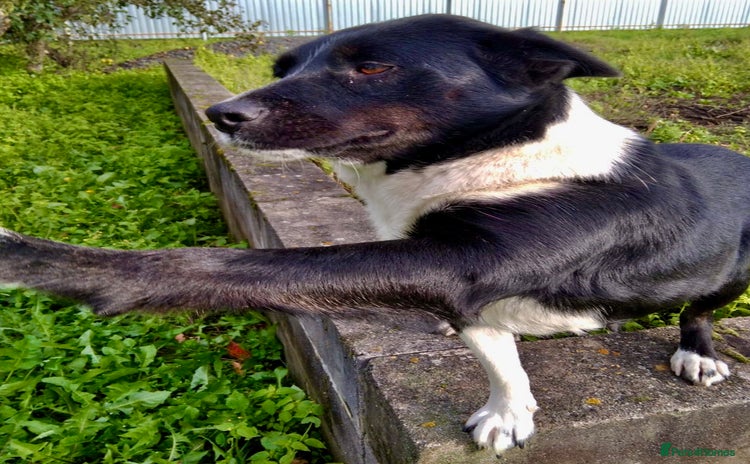 Border Collie dogs - Advert 2